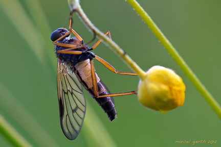 unbekannte Fliege - unknown fly