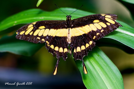 Papilio thoas - Königspage - King Swallowtail