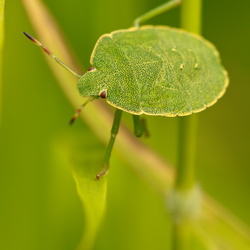 Wanzen - Heteroptera