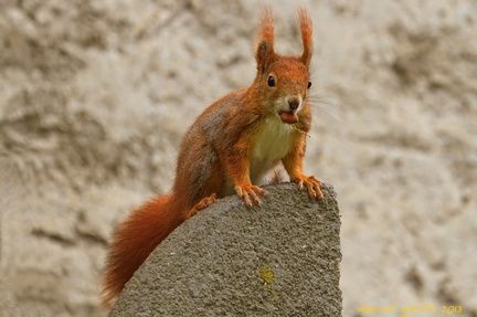 Eichhörnchen im alten Südfriedhof