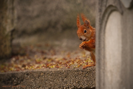 Eichhörnchen im alten Südfriedhof
