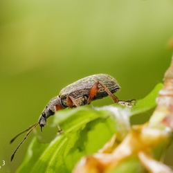 Käfer - Coleoptera