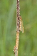 Frühe Adonislibelle - Pyrrhosoma nymhula