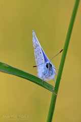 Polyommatus icarus - Gemeiner Bläuling / Hauhechel-Bläuling