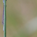 Gemeine Becherjungfer – Enallagma cyathigerum