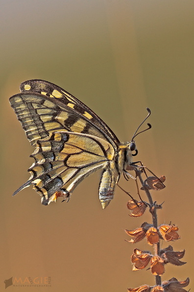 papillon-fb-004.jpg