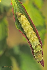 Flohkraut-Eule (Melanchra persicariae)