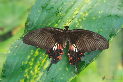 Gewöhnlicher Mormone - Papilio polytes