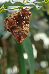 Hypna clytemnestra, Marbled Leafwing