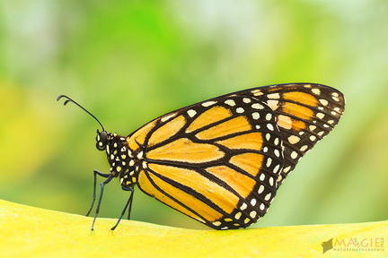 Monarchfalter - Danaus plexippus - Monarch Butterfly