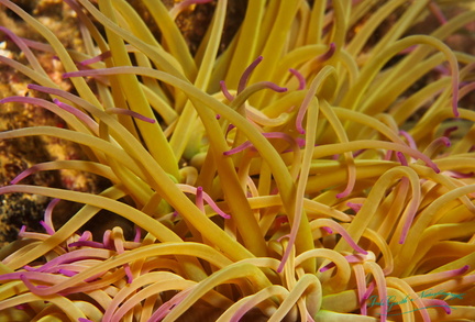 n anemone fb 01