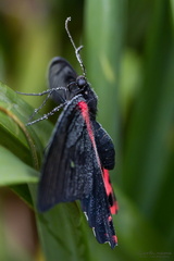 Ritterfalter Papilio sp.