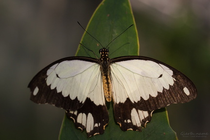 Ritterfalter Papilio sp.