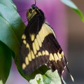 Königspage / Königsschwalbenschwanz -papilio thoas - The King Swallowtail / Thoas Swallowtail