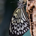 Idea leuconoe - Weiße Baumnymphe - Large Tree Nymph butterfly