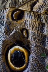 Bananenfalter - Caligo eurilochus - Owl Butterfly
