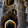 Bananenfalter - Caligo eurilochus - Owl Butterfly