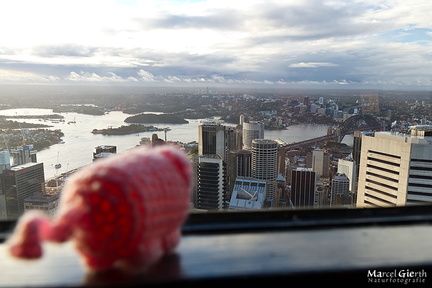 Herr Häkelschwein schaut über Sydney