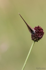 Dunkler Wiesenknopf-Ameisenbläuling - Phengaris nausithous