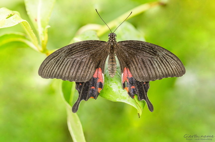 Papilio polytes - Kleiner Mormon 