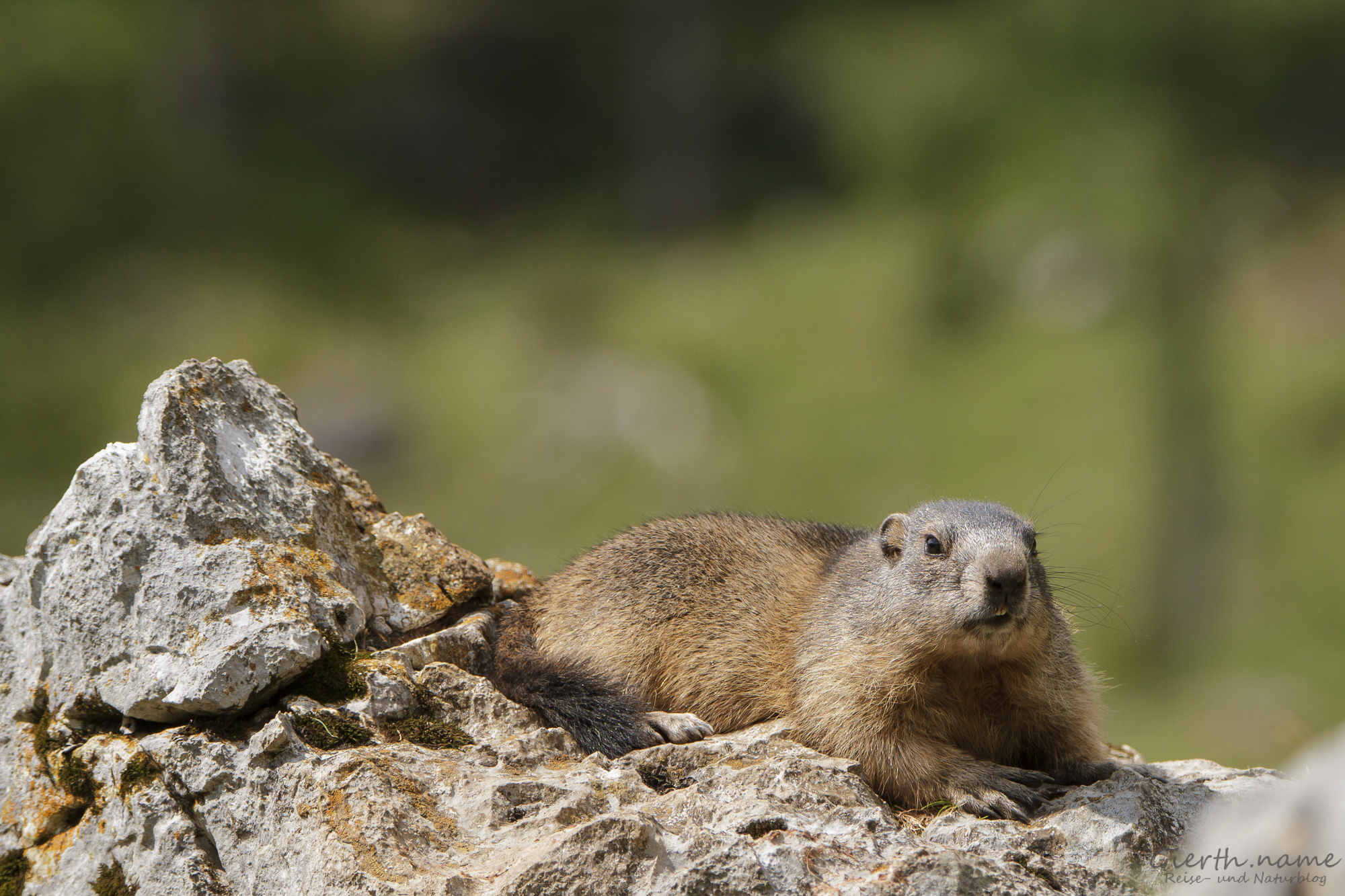Murmeltiere auf der Bachlalm in Österreich - Marmots at the Bachlalm in Austria