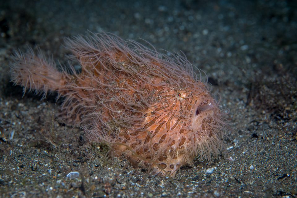 Unser erster Hairy Frogfish