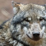 Der Wolf - Lupus Canis