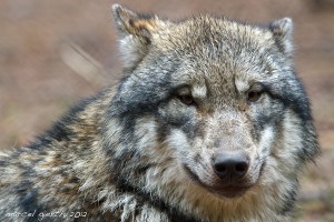 Der Wolf - Lupus Canis