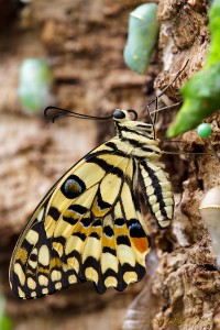 Königspage / Königsschwalbenschwanz -papilio thoas - The King Swallowtail / Thoas Swallowtail
