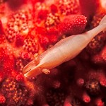 Kleiner Shrimp auf einem Seesternarm