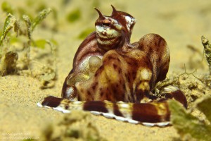 Mimikry-Oktopus