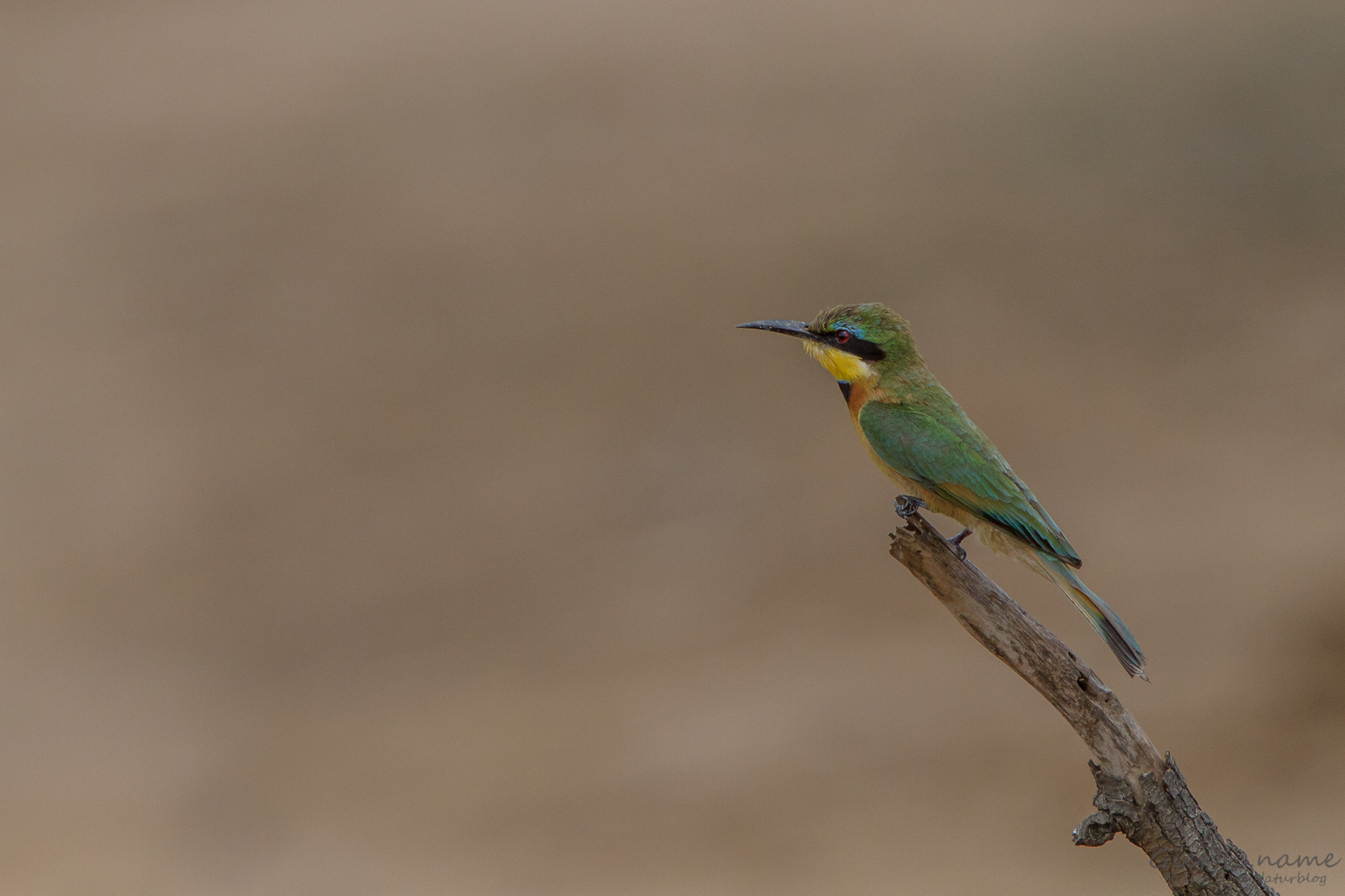 Zwergspint - Little bee-eater - Merops pusillus