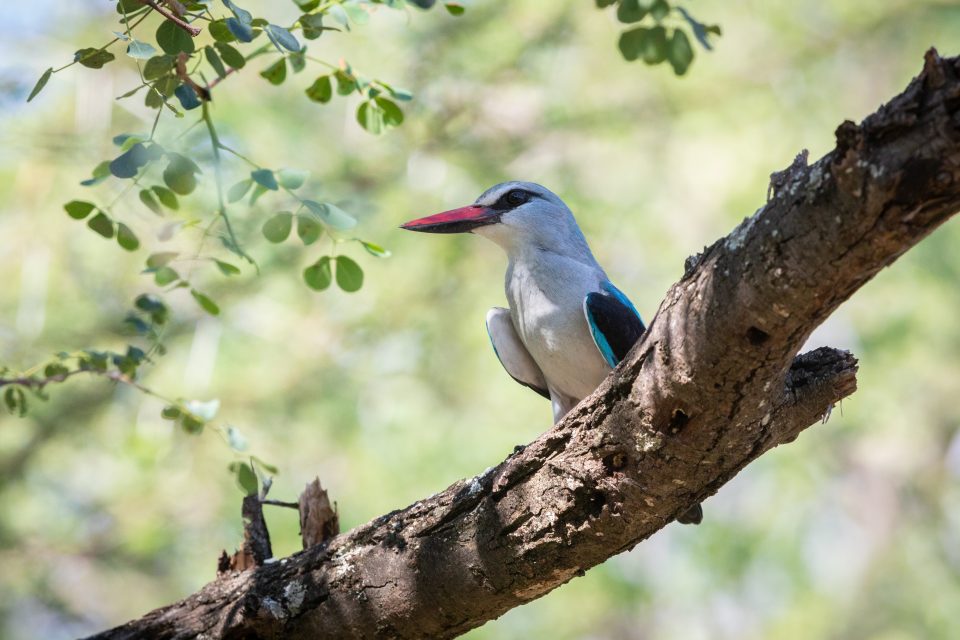 Senegalliest - Woodland kingfisher - Halcyon senegalensis