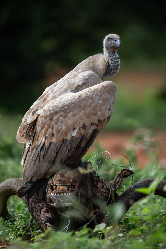 Kapgeier - Cape vulture - Gyps coprotheres