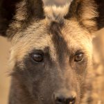 Afrikan Wild Dog, Kruger Park, Afrikanischer Wildhund, Krüger Nationalpark