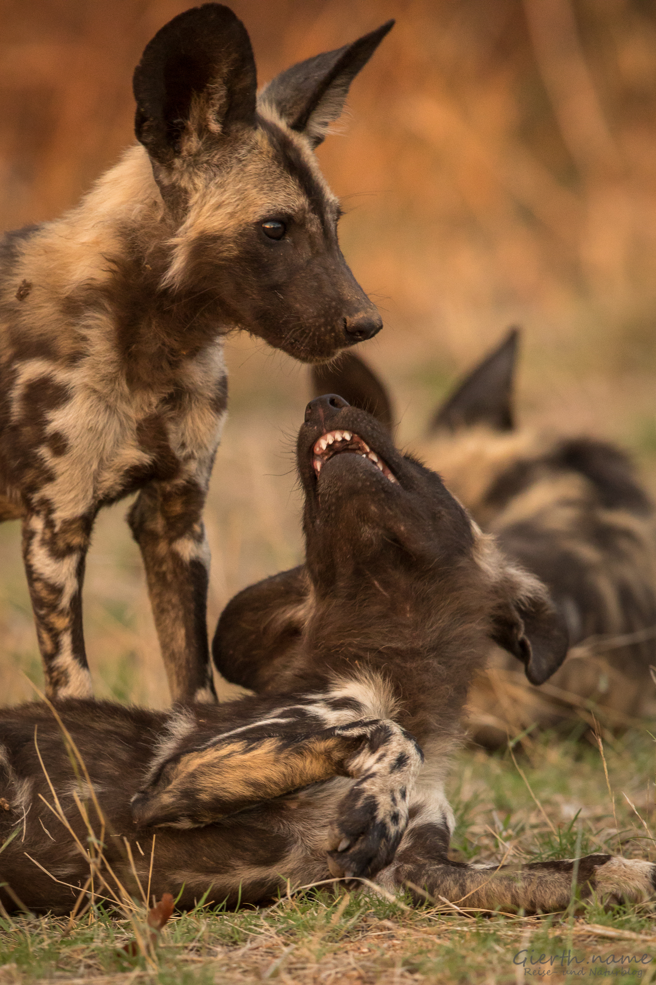 Afrikan Wild Dog, Kruger Park, Afrikanischer Wildhund, Krüger Nationalpark