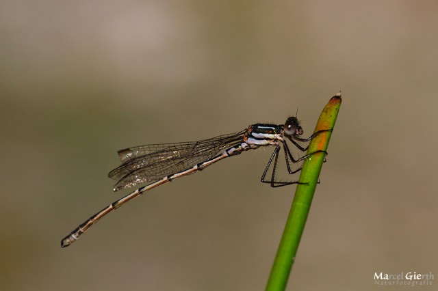 Austrolestes cingulatus -Metallic ringtail -female