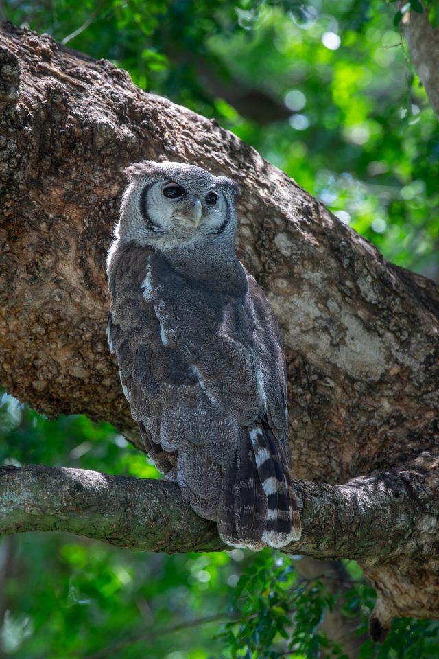 Blaßuhu / Milchuhu - Veraux' Giant Eagle Owl - Bubo lacteus