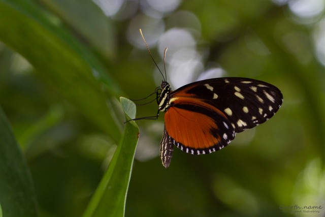Tropische Schmetterlinge im Botanischen Garten
