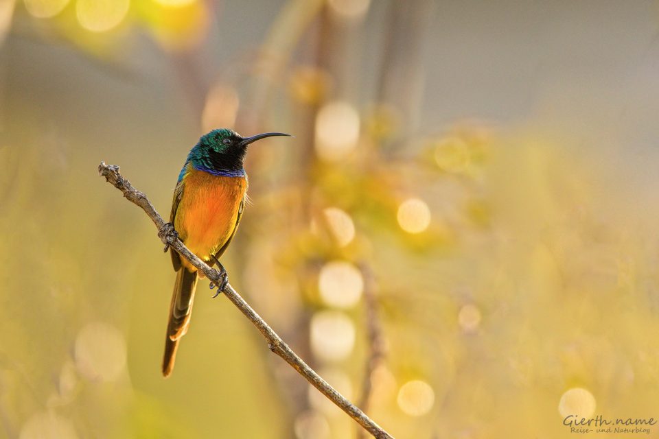 Orange-Breasted-Sunbird 
