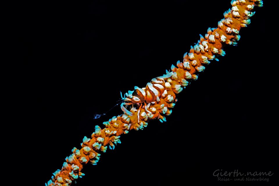 Drahtkorallengarnele - Zanzibar Whip Coral Shrimp - Dasycaris zanzibarica