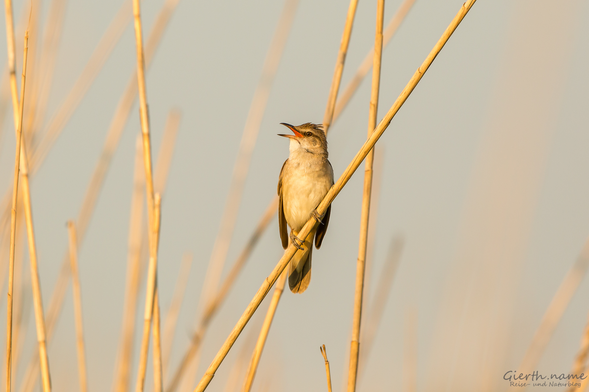 Drosselrohrsänger - Great Reed-Warbler - Acrocephalus arundinaceus