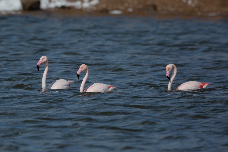 Schwimmende Flamingos