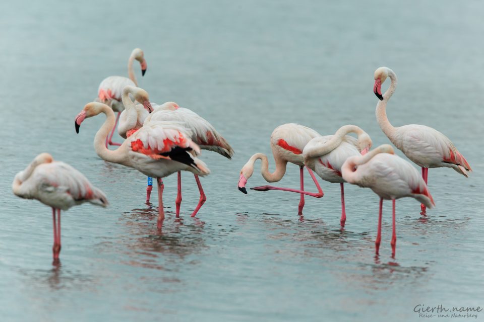 Flamingos bei Comacchio