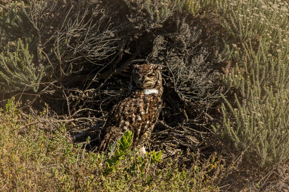 Fleckenuhu - spotted eagle-owl - Bubo africanus 