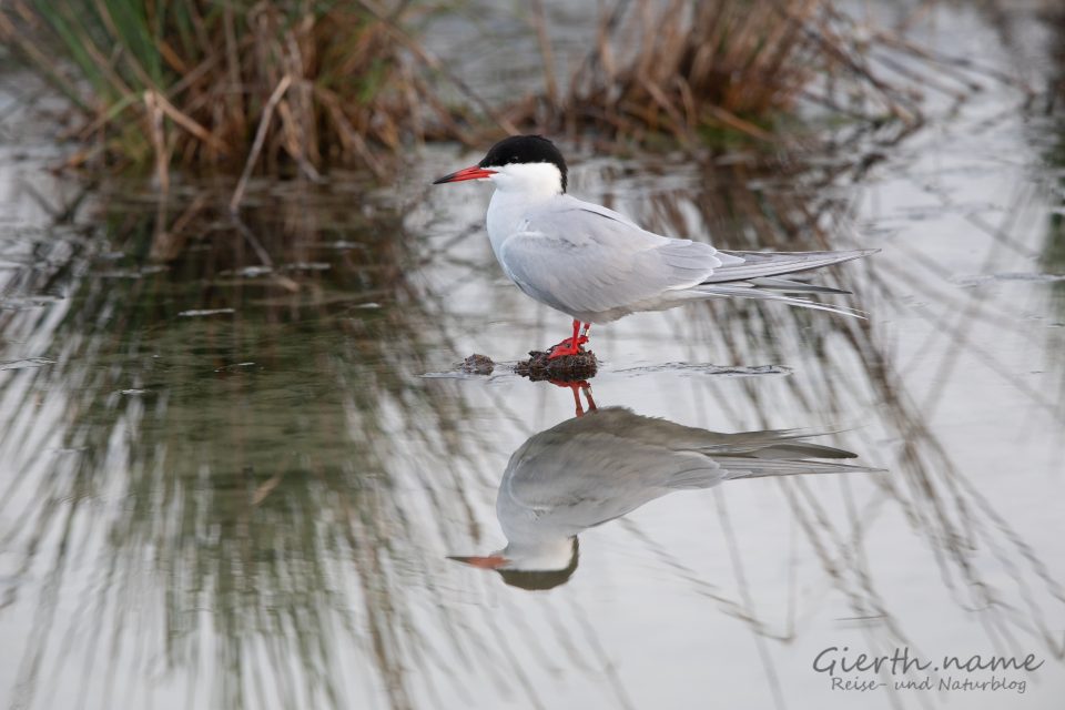  Fluss-Seeschwalbe (Sterna hirundo, Common Tern) im Podelta