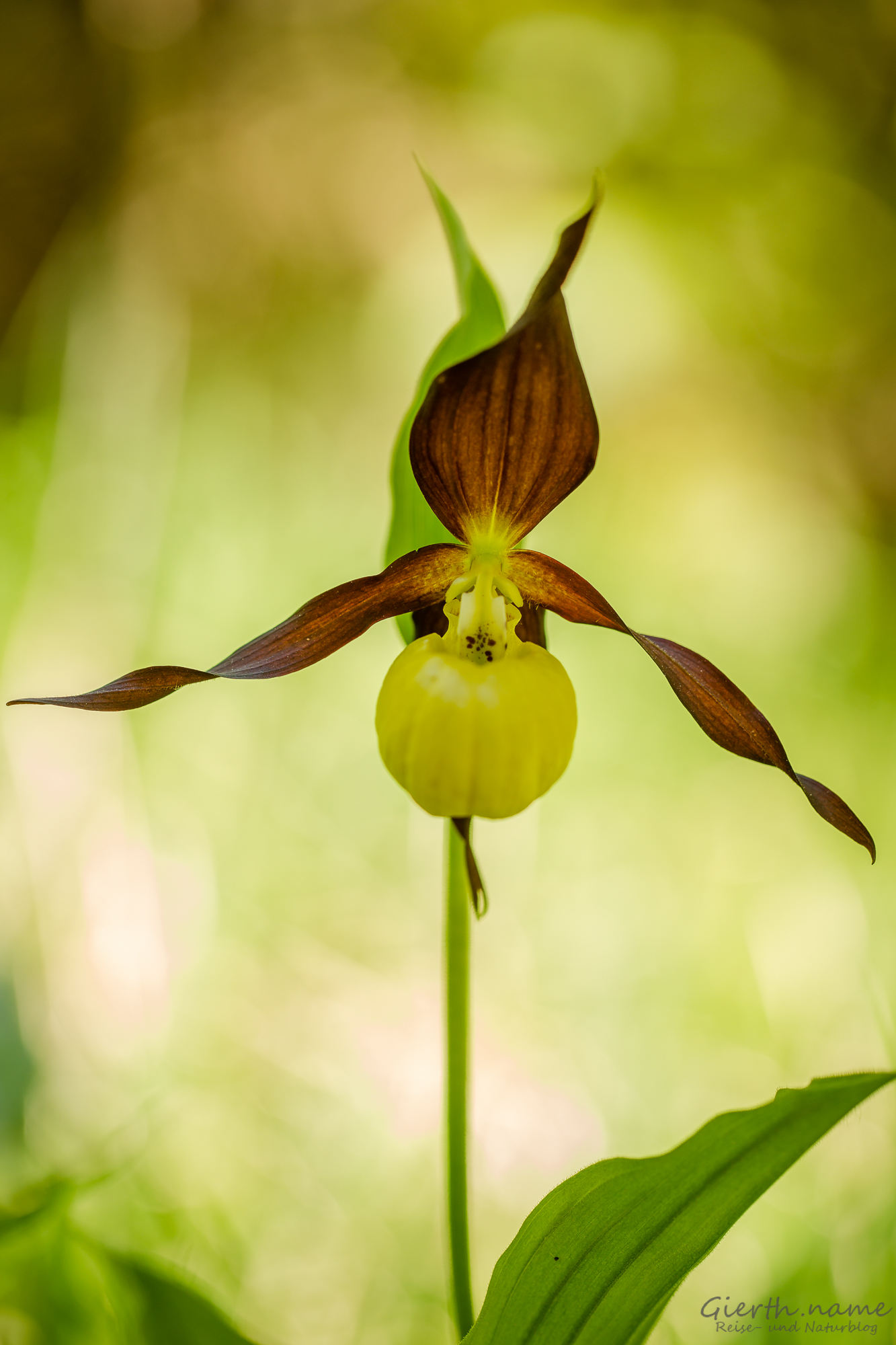 Zu Besuch bei derKönigin der einheimischen Orchideen – dem gelben Frauenschuh