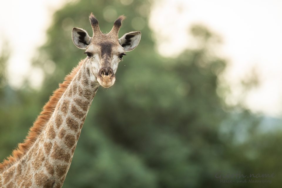Giraffe im Nylsvley Nature Reserve
