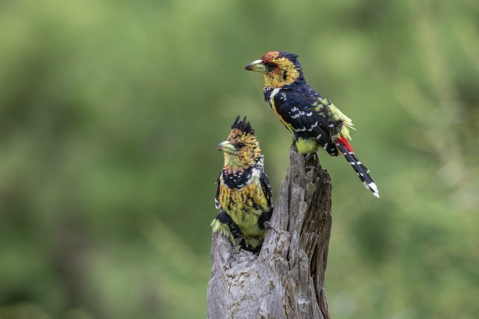 Haubenbartvögel - Crested barbet - Trachyphonus vaillantii