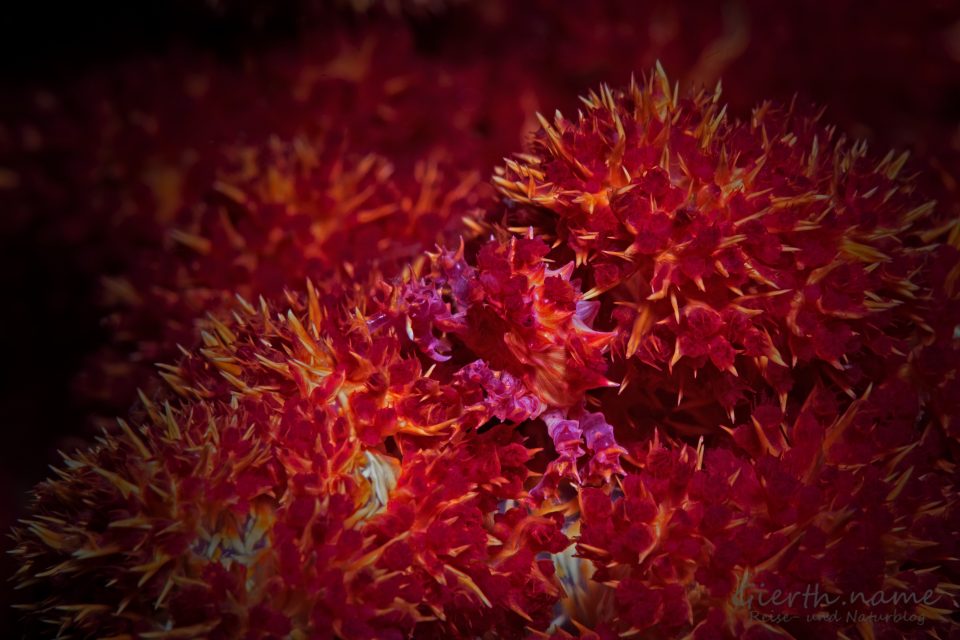 Hoplophrys oatesi Schleierbäumchen- Spinnenkrabbe - Candy crab 